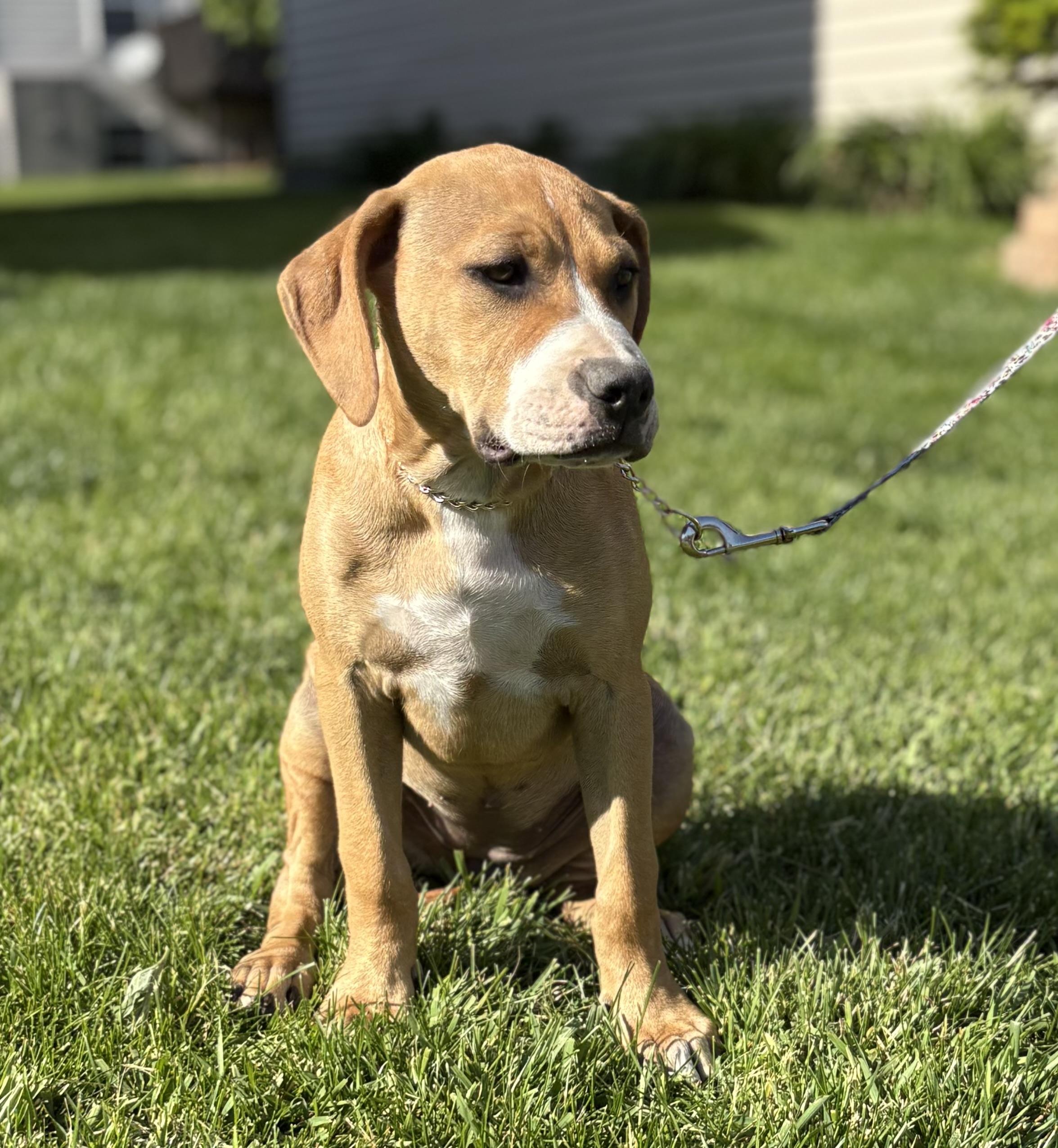Raspberry, a Adoptable mixed breed in Crest Hill, IL image 4/6