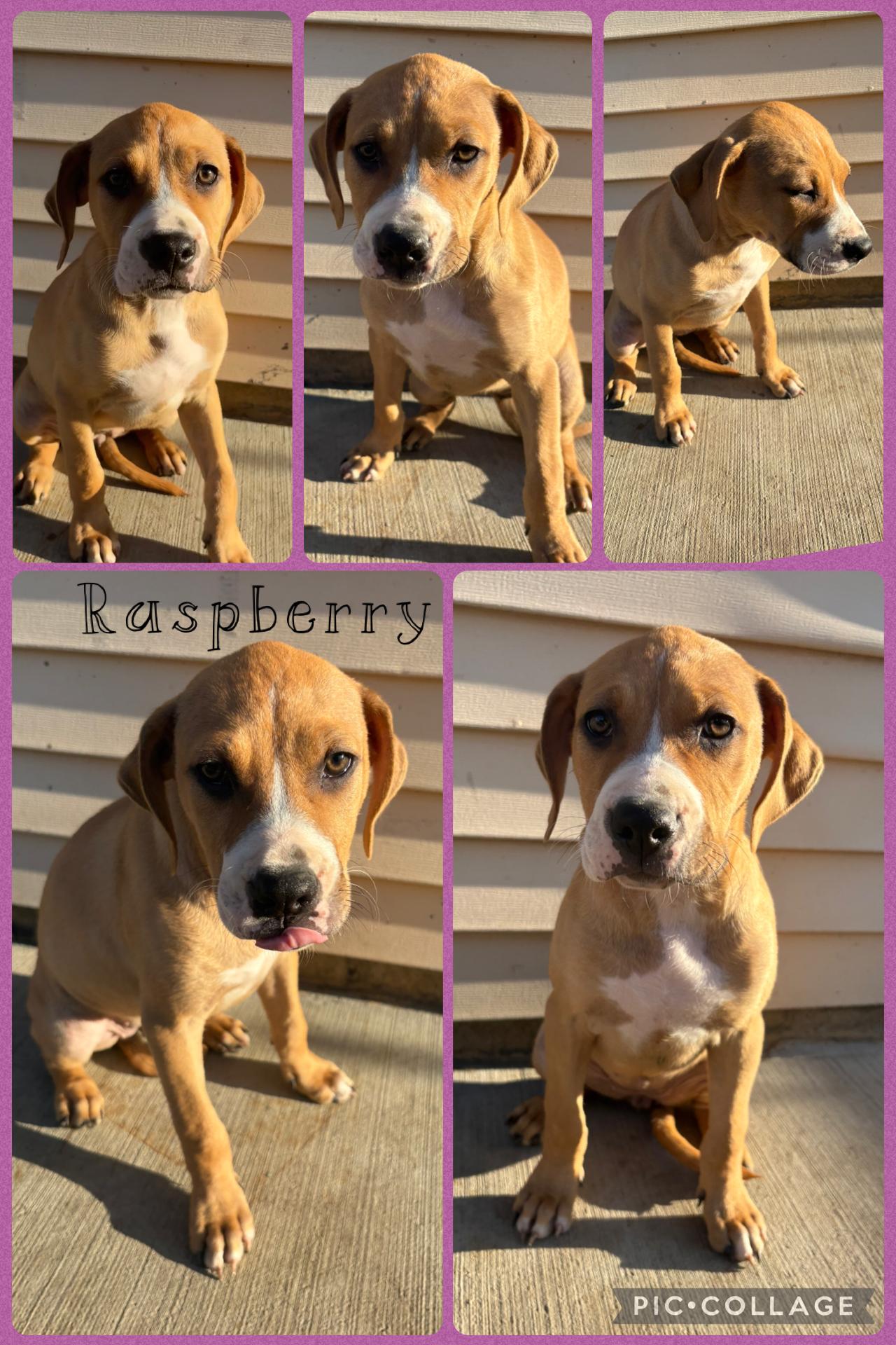 Raspberry, a Adoptable mixed breed in Crest Hill, IL image 5/6