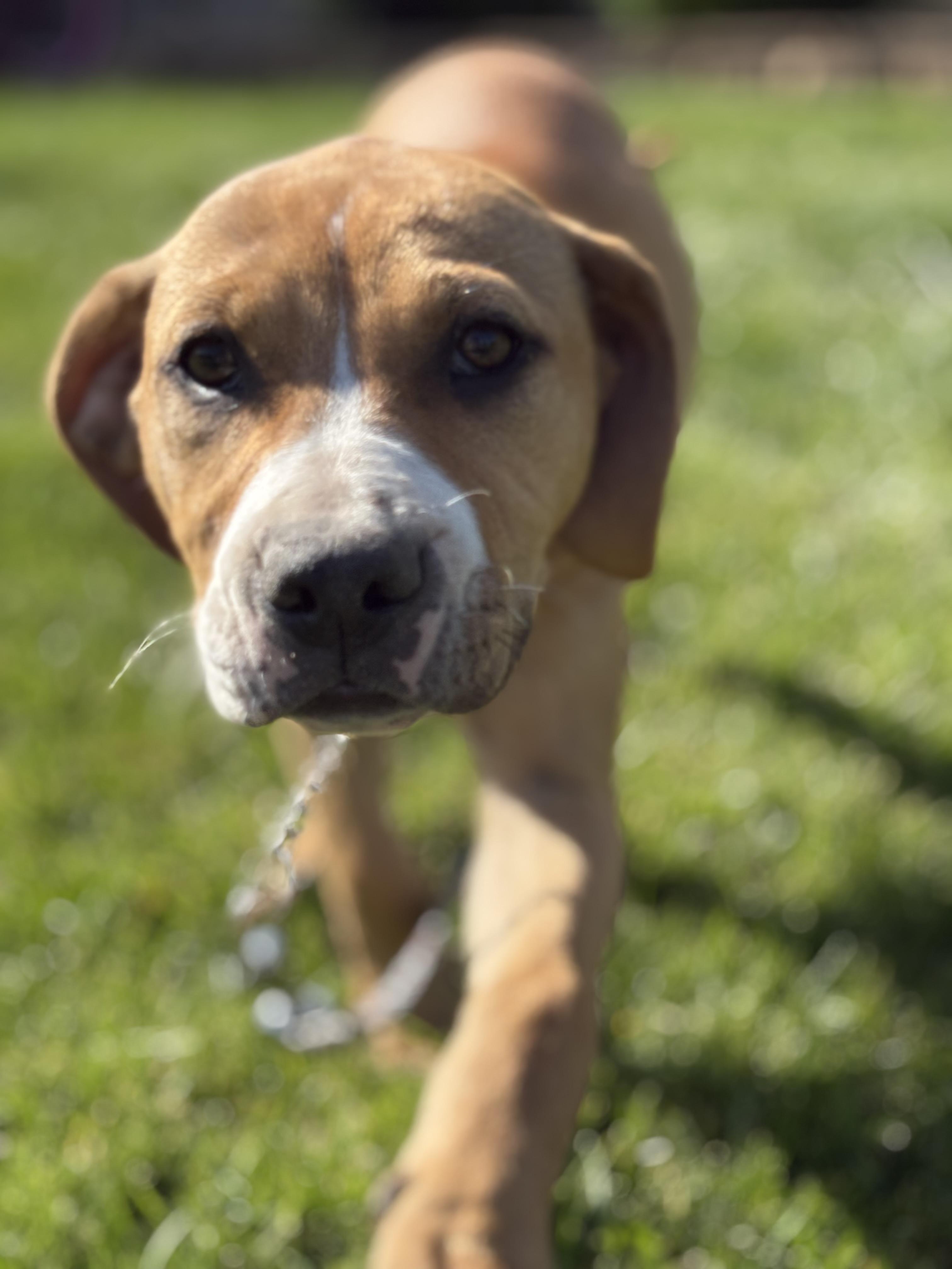Raspberry, a Adoptable mixed breed in Crest Hill, IL image 3/6