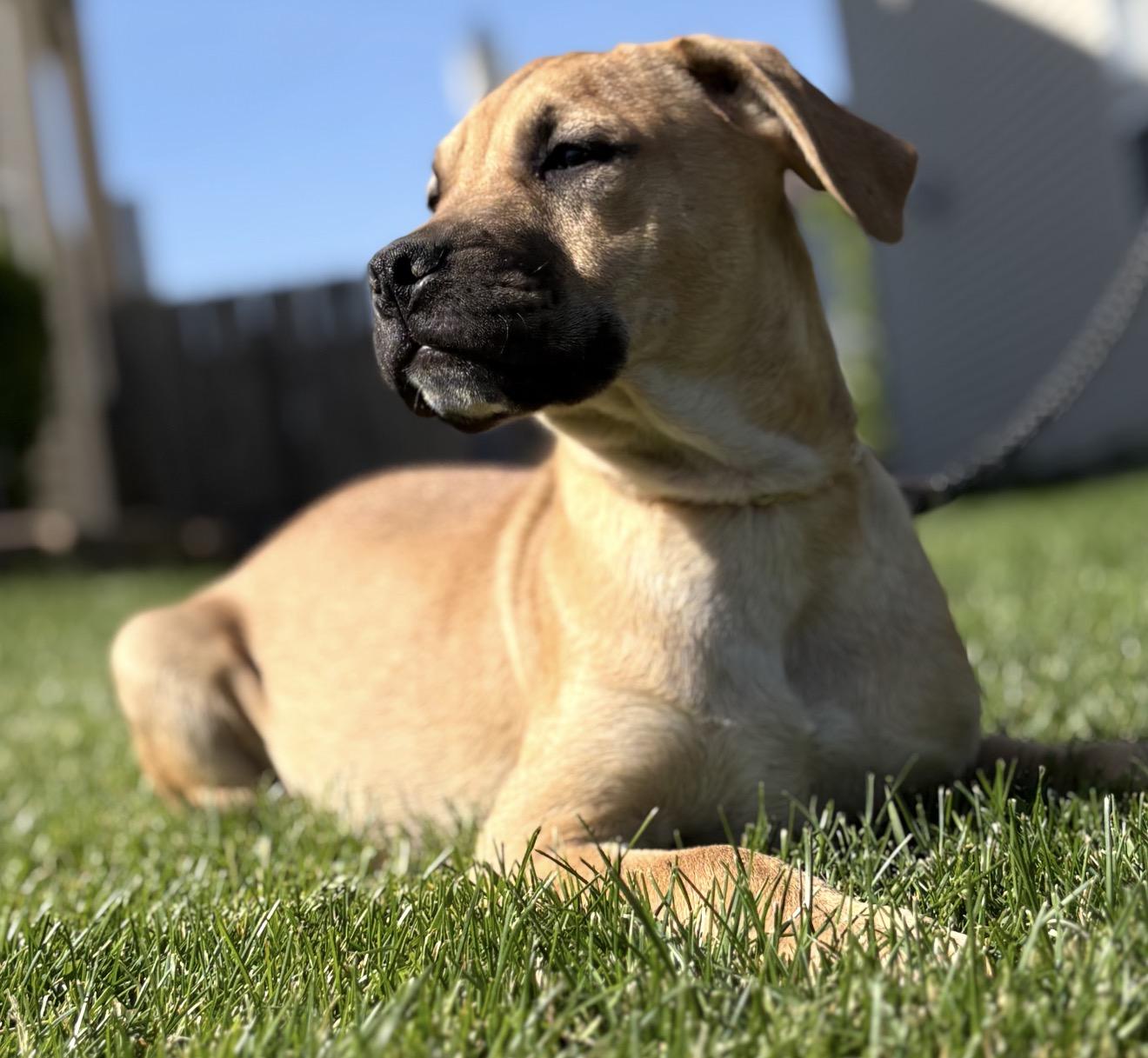 Raspberry, a Adoptable mixed breed in Crest Hill, IL image 6/6