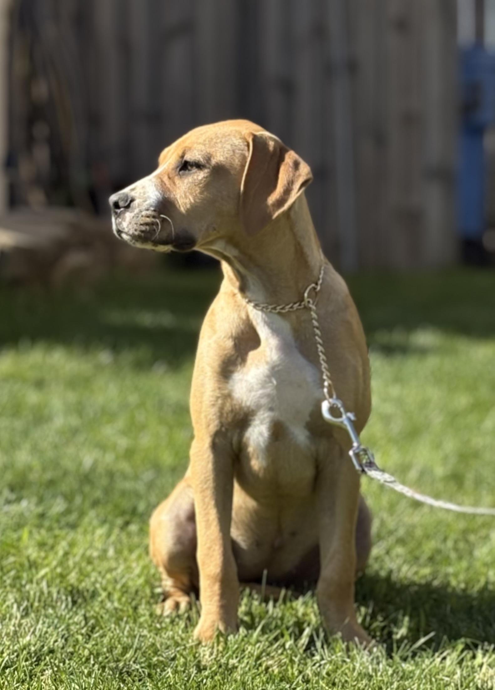 Raspberry, a Adoptable mixed breed in Crest Hill, IL image 2/6
