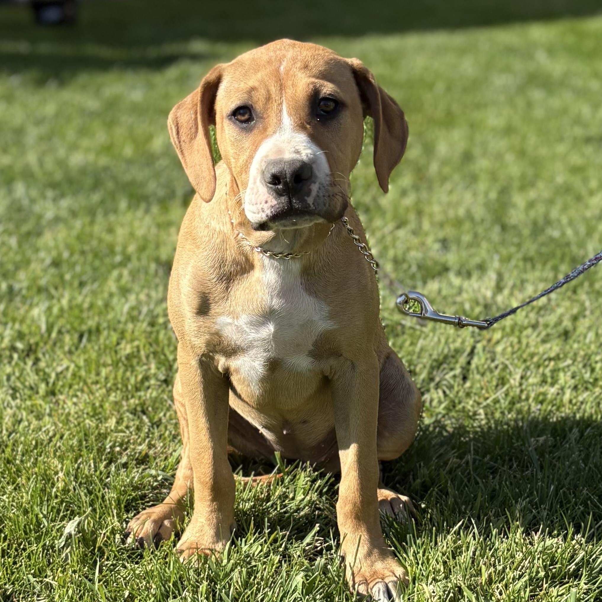 Raspberry, a Adoptable mixed breed in Crest Hill, IL image 1/6