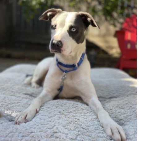 Antonia, a ADOPTABLE mixed breed in Santa Rosa, CA image 2/2