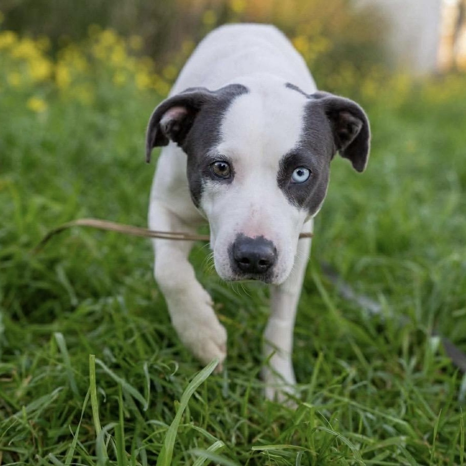 Antonia, a ADOPTABLE mixed breed in Santa Rosa, CA image 1/2