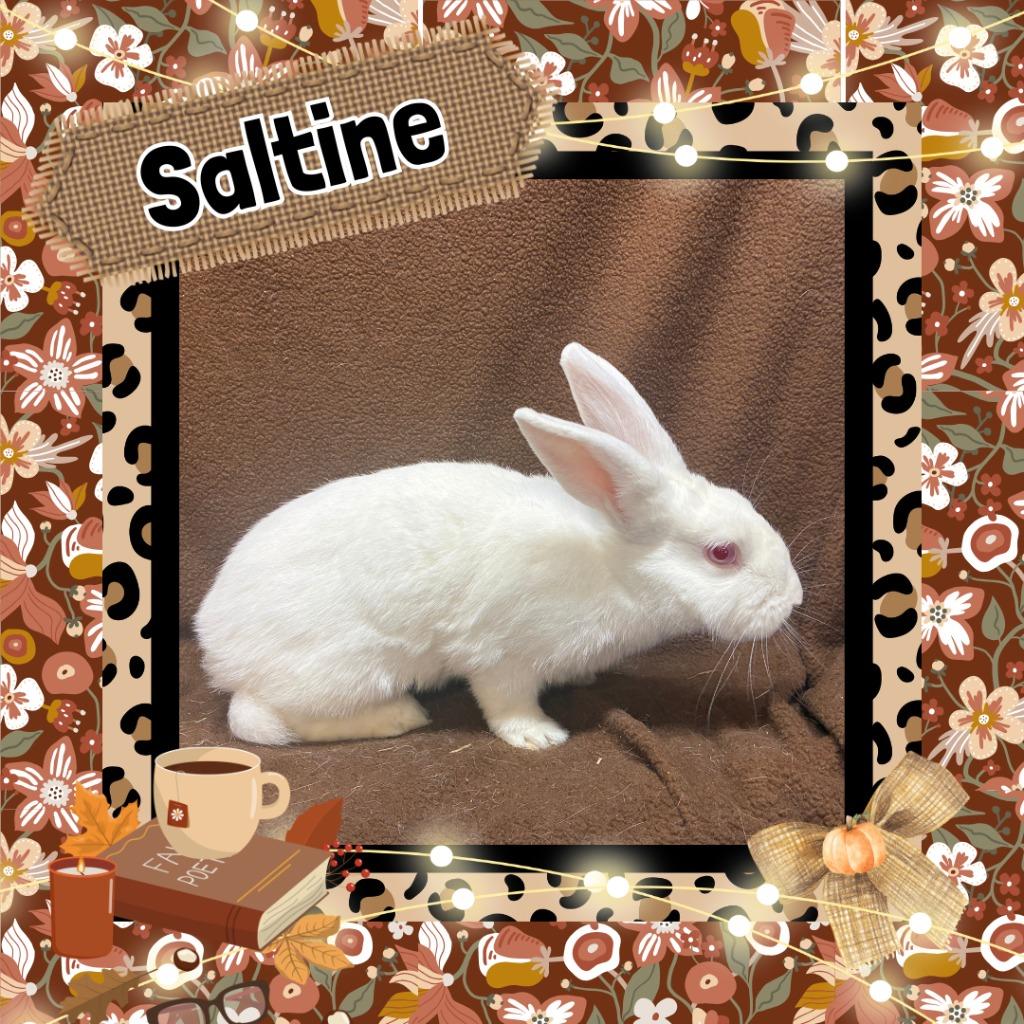 Saltine, Adoptable, Baby Female Bunny Rabbit.