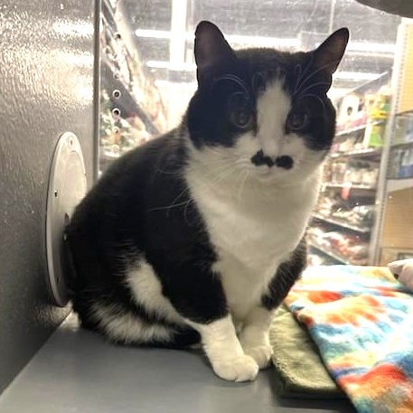 Waverly, a Adoptable Tuxedo in Sioux Falls, SD image 3/6
