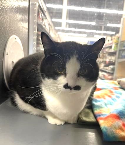 Waverly, a Adoptable Tuxedo in Sioux Falls, SD image 4/6
