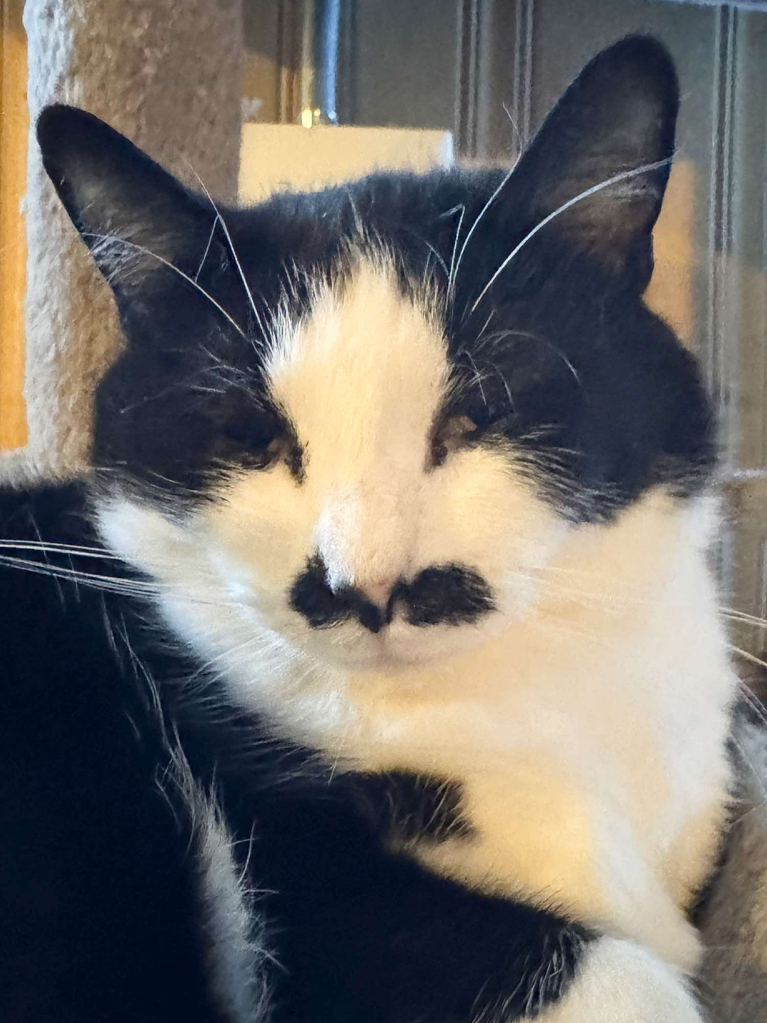 Waverly, a Adoptable Tuxedo in Sioux Falls, SD image 1/6