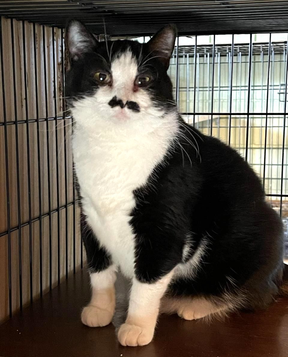 Waverly, a Adoptable Tuxedo in Sioux Falls, SD image 5/6