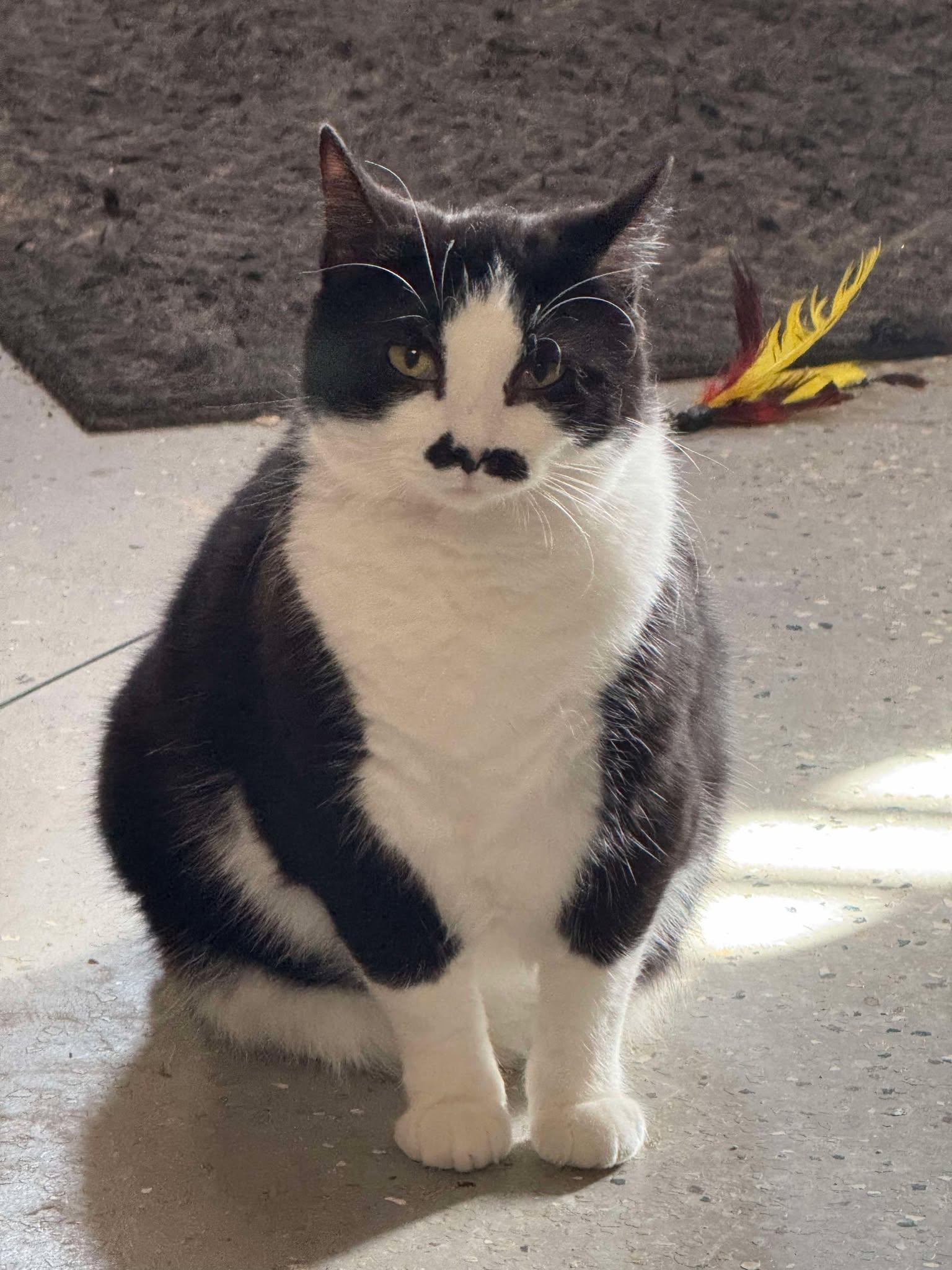 Waverly, a Adoptable Tuxedo in Sioux Falls, SD image 2/6