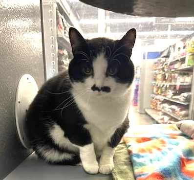 Waverly, a Adoptable Tuxedo in Sioux Falls, SD image 6/6
