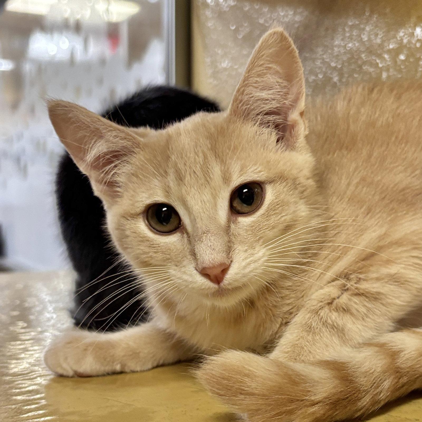 Enlarge Lumien, a Adoptable Domestic Short Hair in Sonora, CA image 1/1