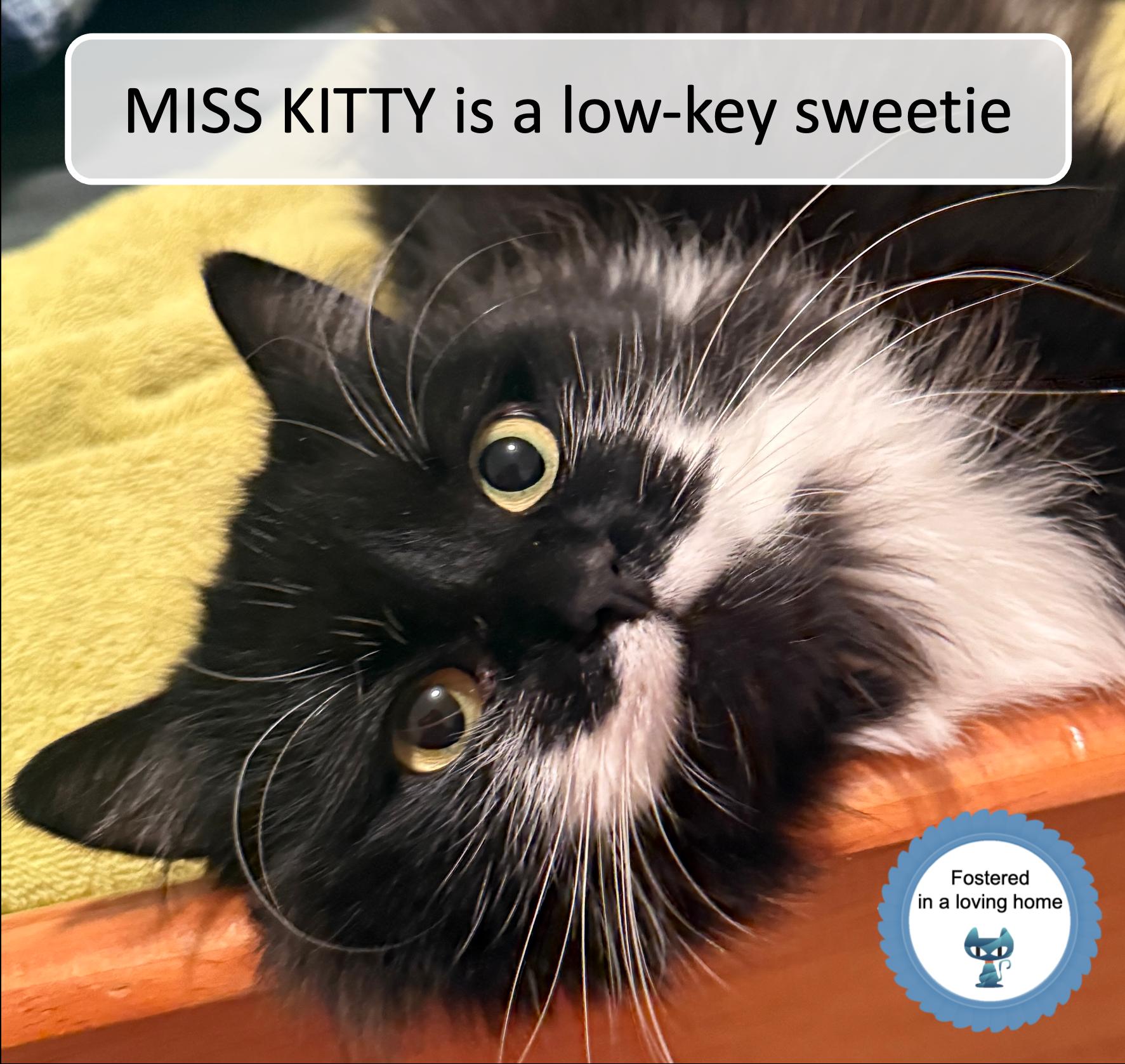 Miss Kitty, ADOPTABLE, Young Female Domestic Long Hair.