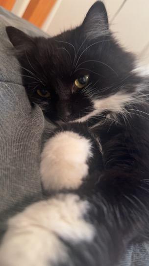 Enlarge Miss Kitty, a ADOPTABLE Domestic Long Hair in Cincinnati, OH image 2/4