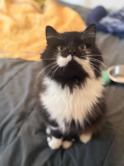 Enlarge Miss Kitty, a ADOPTABLE Domestic Long Hair in Cincinnati, OH image 3/4