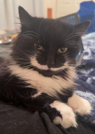 Enlarge Miss Kitty, a ADOPTABLE Domestic Long Hair in Cincinnati, OH image 4/4