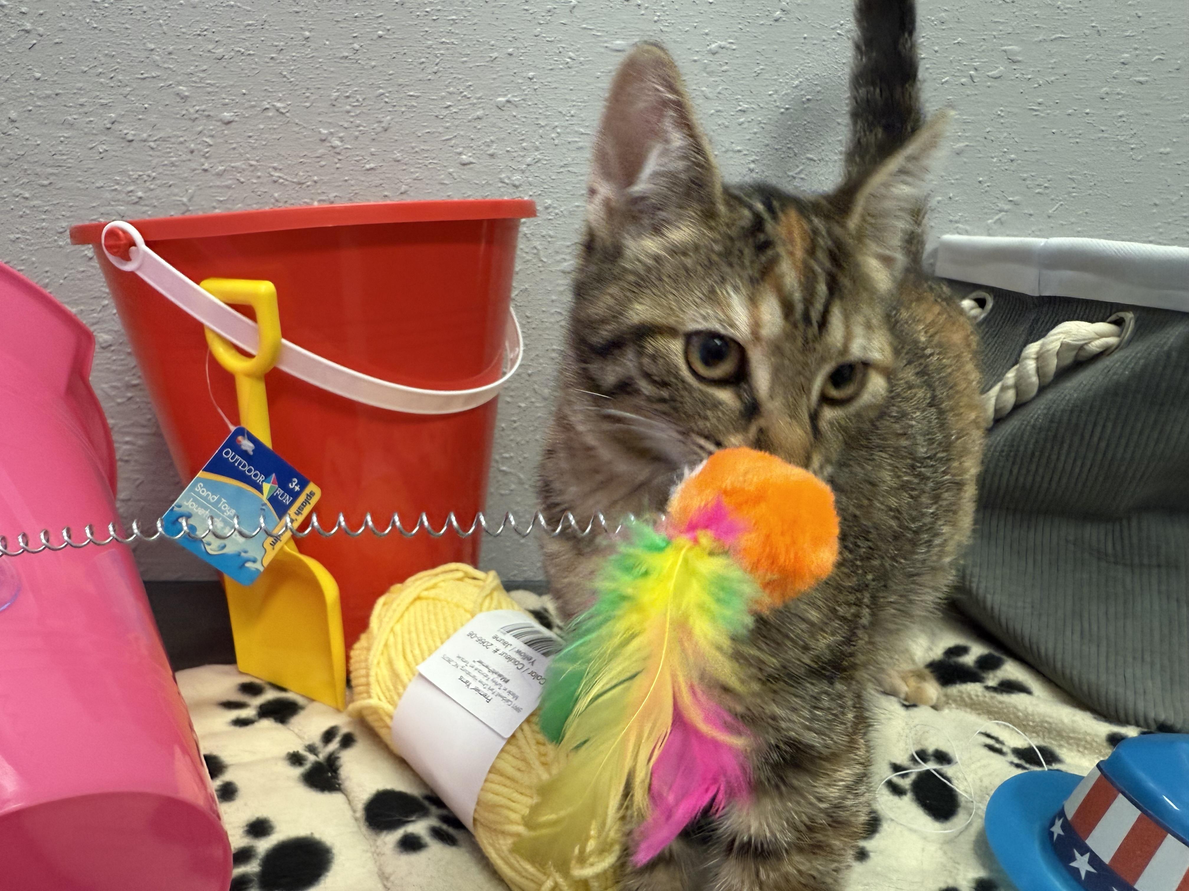Jasmine, Adopted, Kitten Female Domestic Short Hair.