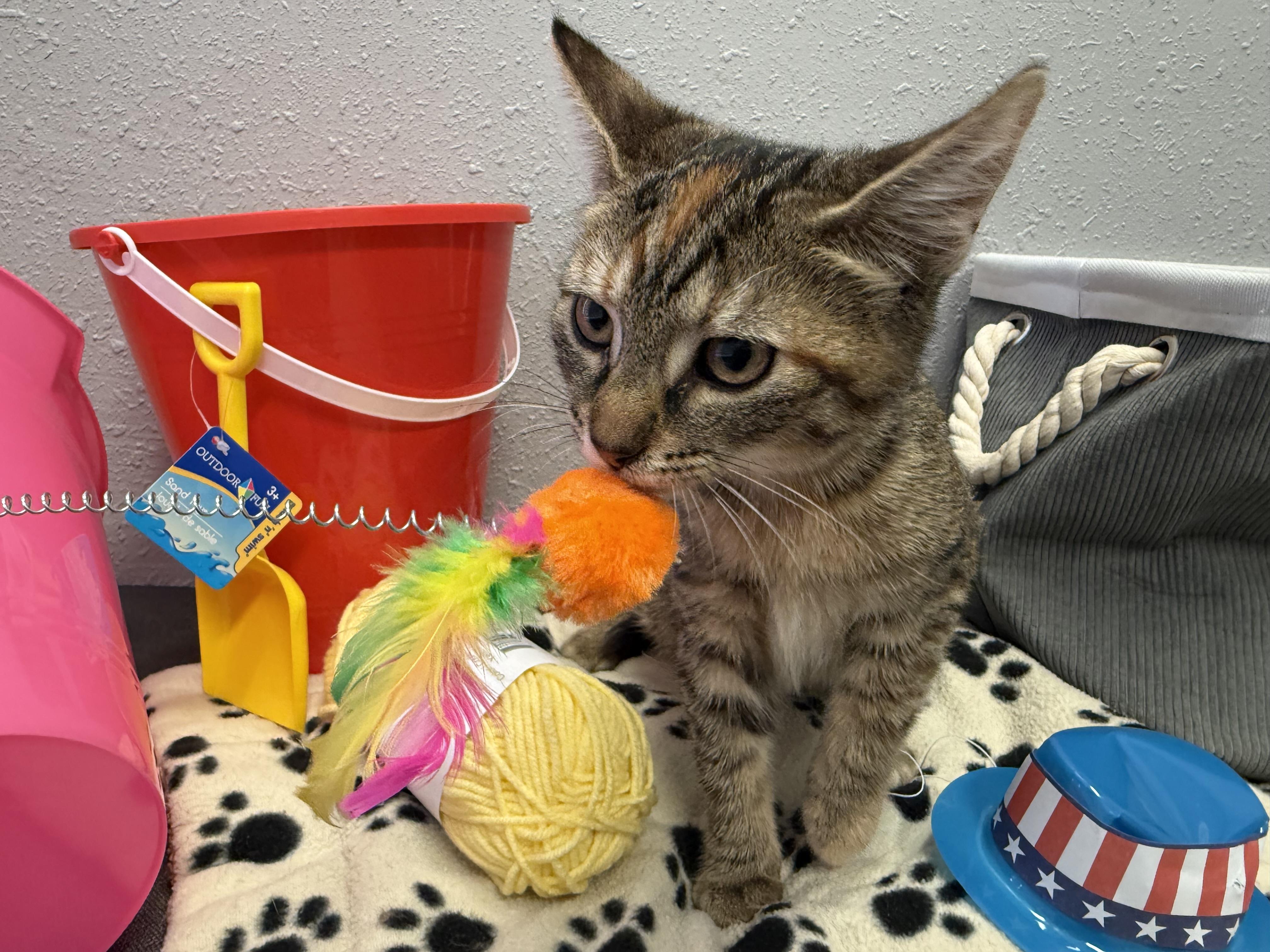 Enlarge Jasmine, a Adopted Domestic Short Hair in New Port Richey, FL image 2/3