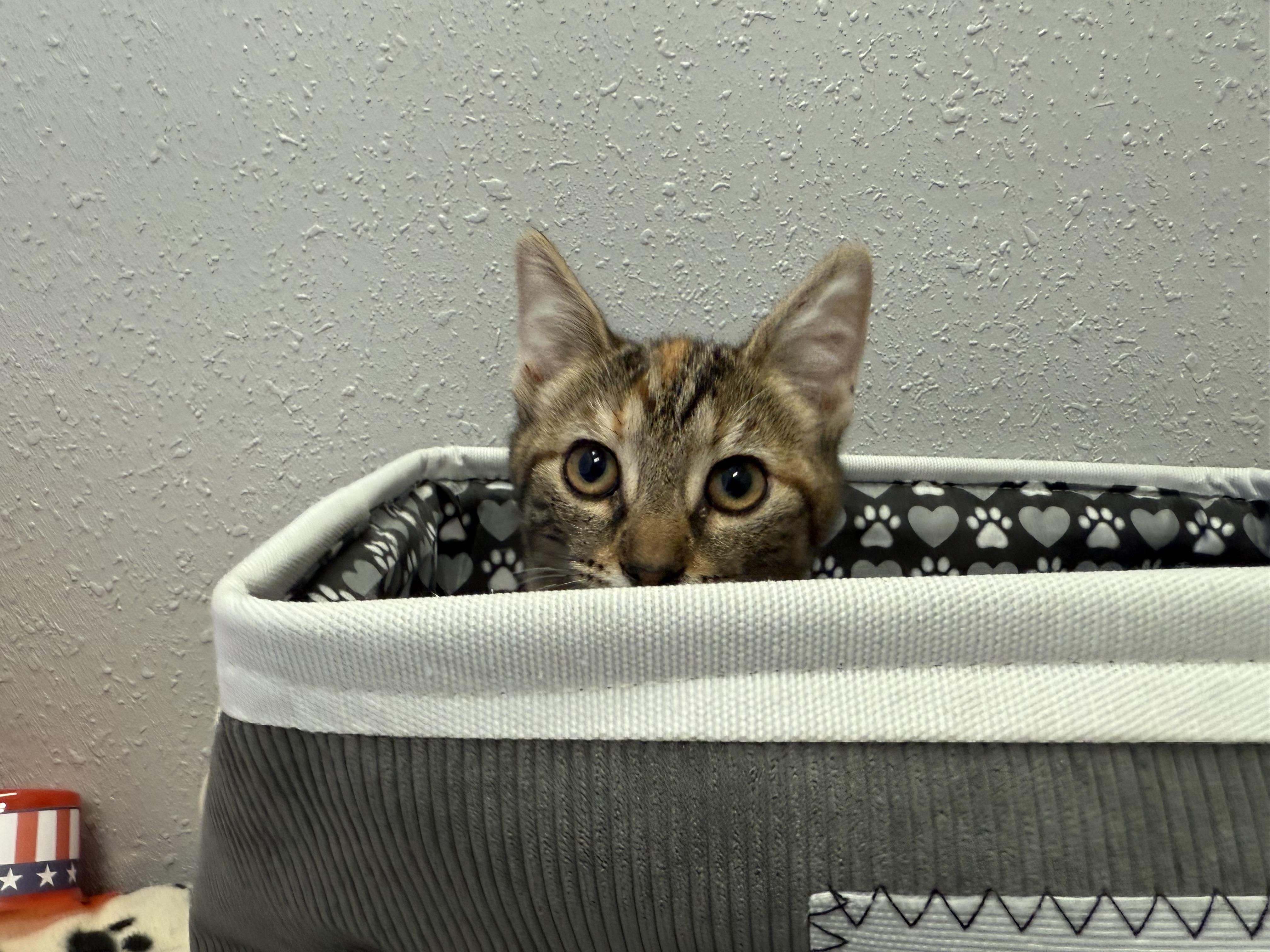 Enlarge Jasmine, a Adopted Domestic Short Hair in New Port Richey, FL image 3/3