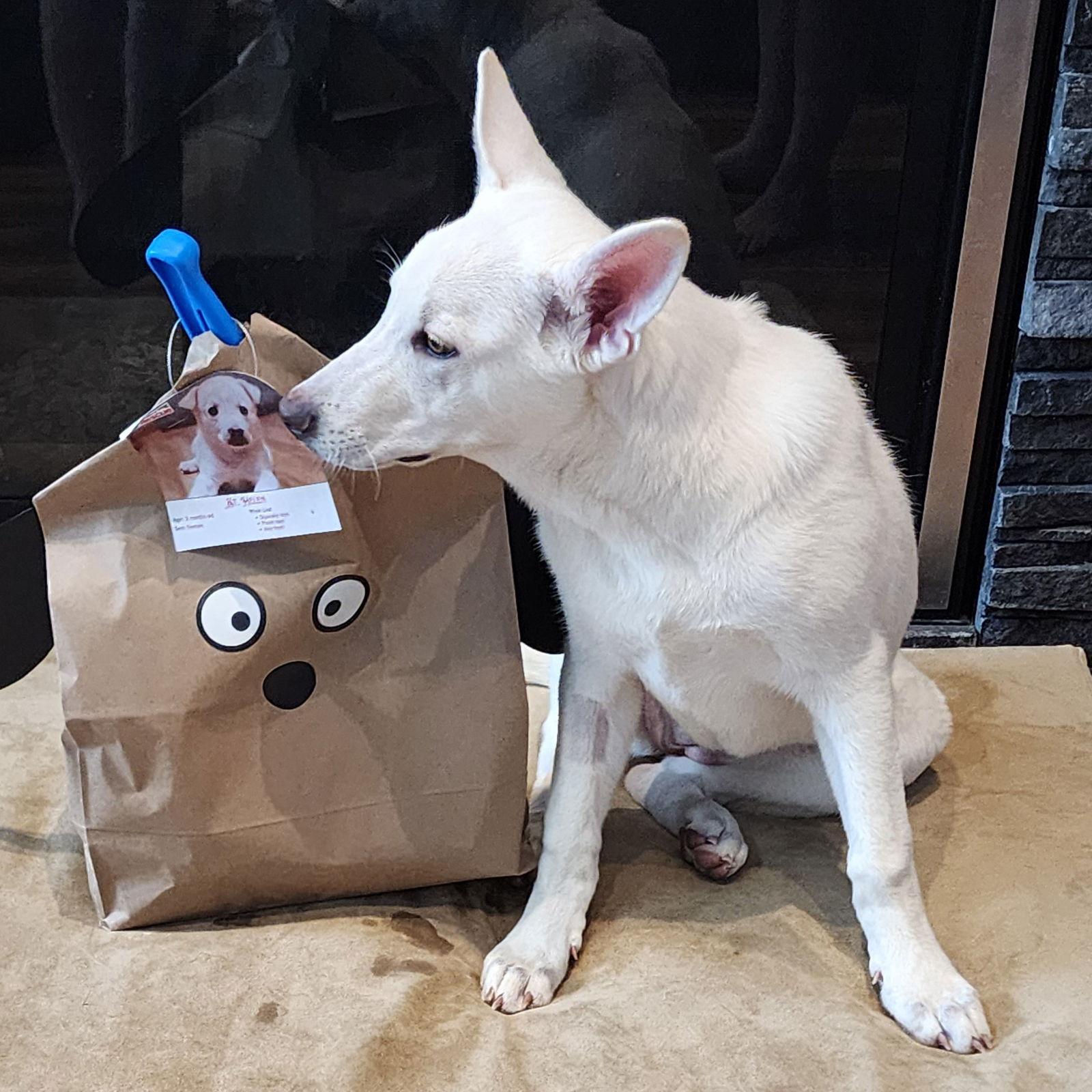 St Helen, Adoptable, Young Female German Shepherd Dog.