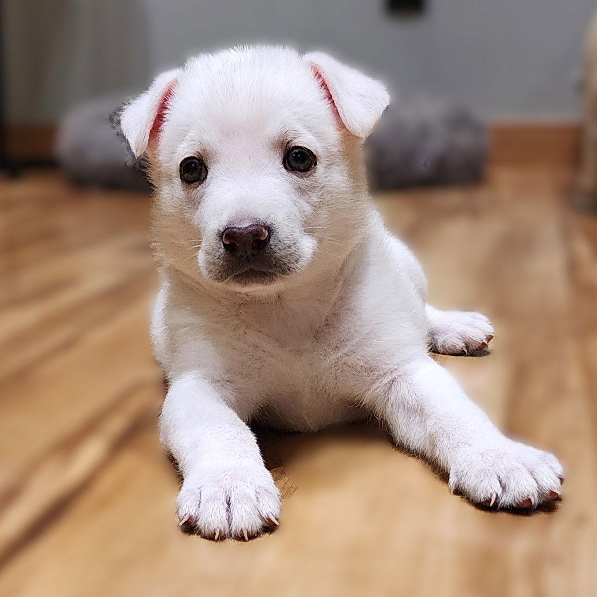 St Helen, a Adoptable German Shepherd Dog in Fargo, ND image 1/3