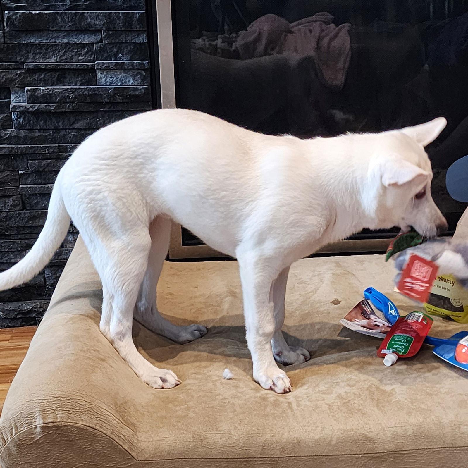 Enlarge St Helen, a Adoptable German Shepherd Dog in Fargo, ND image 2/3