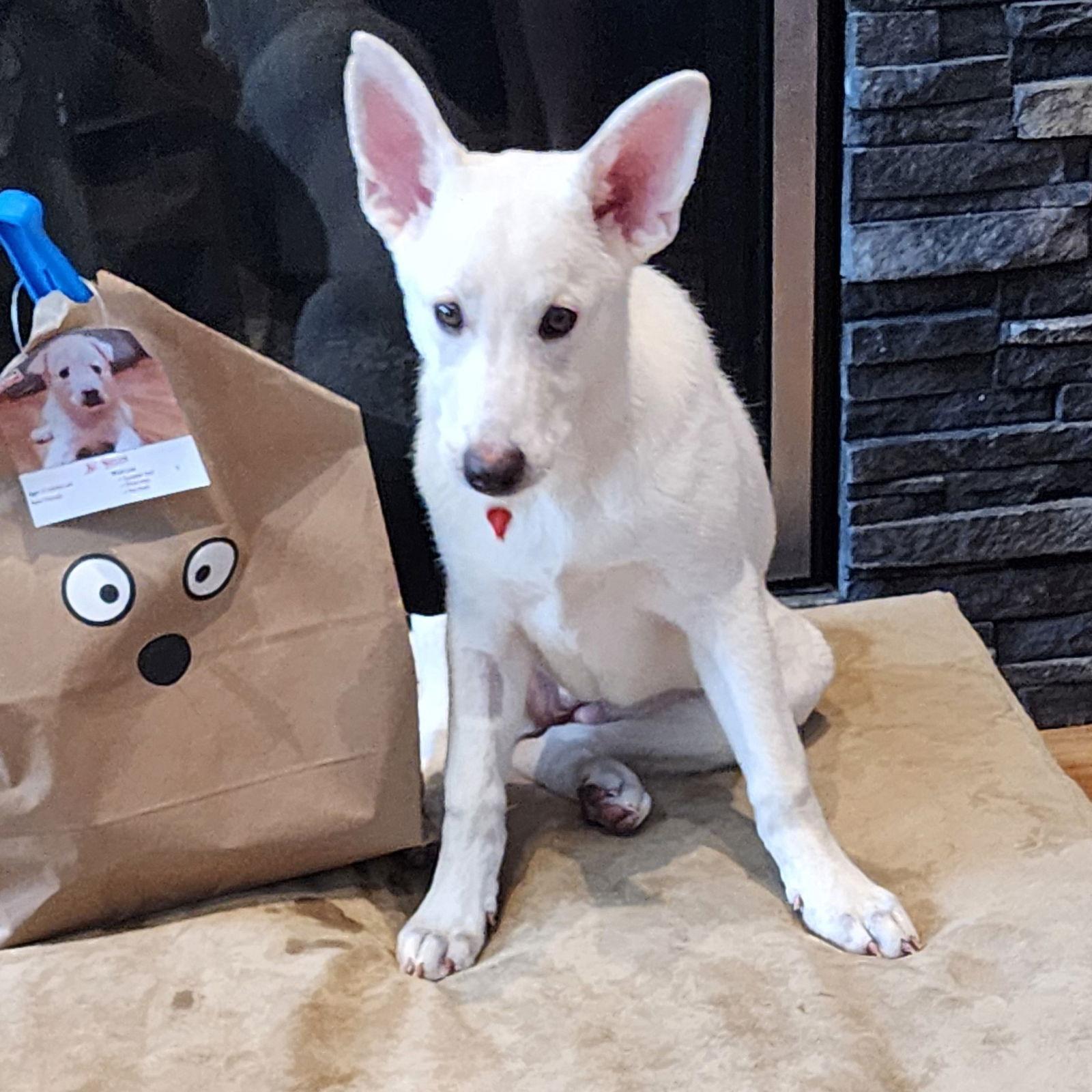 Enlarge St Helen, a Adoptable German Shepherd Dog in Fargo, ND image 3/3