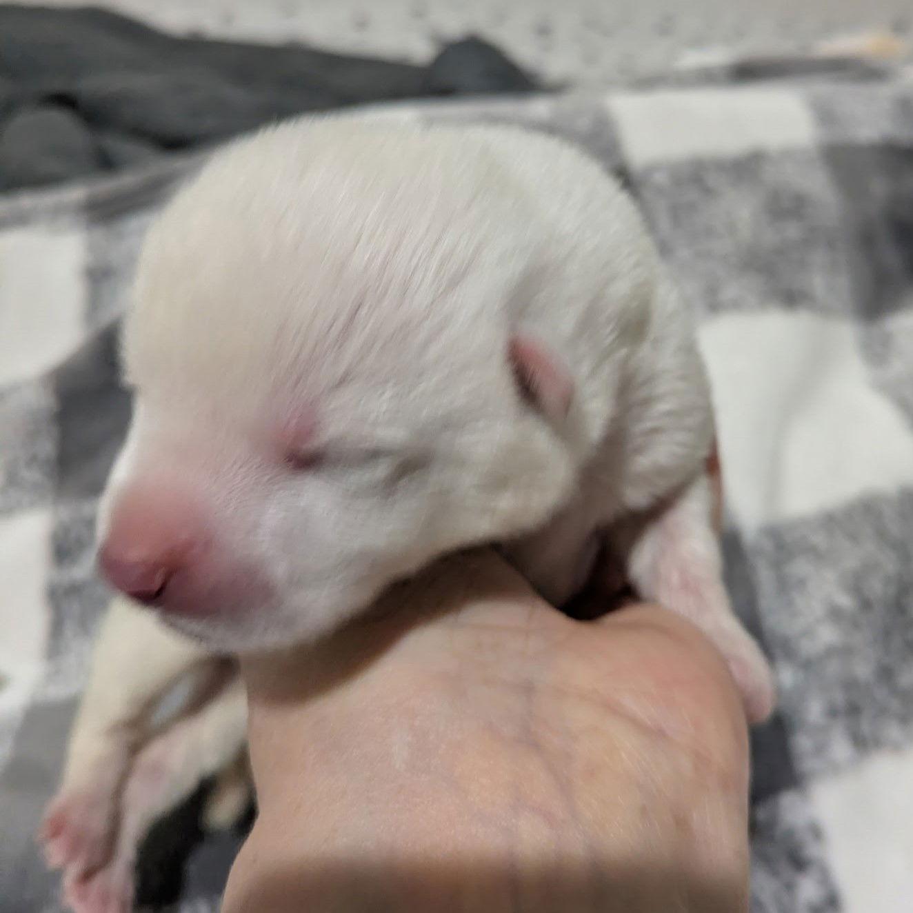 St Helen, a Adoptable German Shepherd Dog in Fargo, ND image 2/3