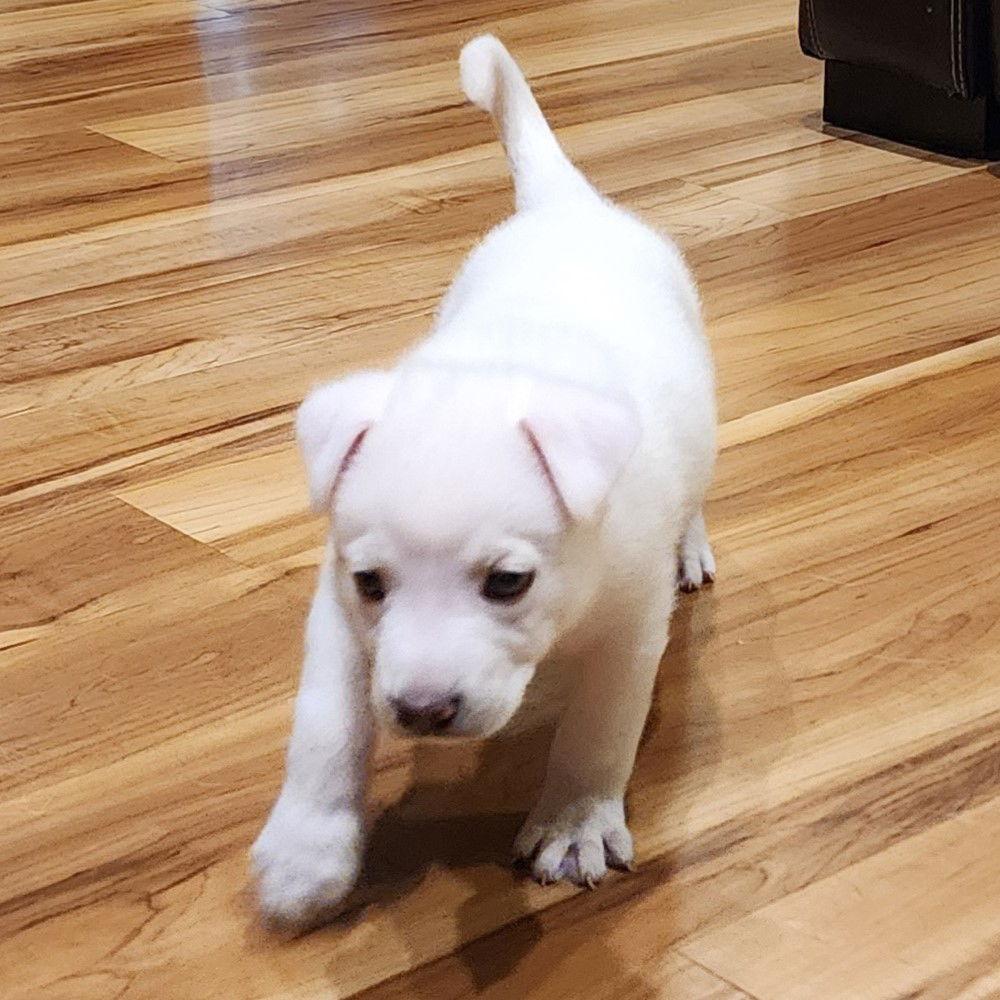 St Helen, a Adoptable German Shepherd Dog in Fargo, ND image 3/3