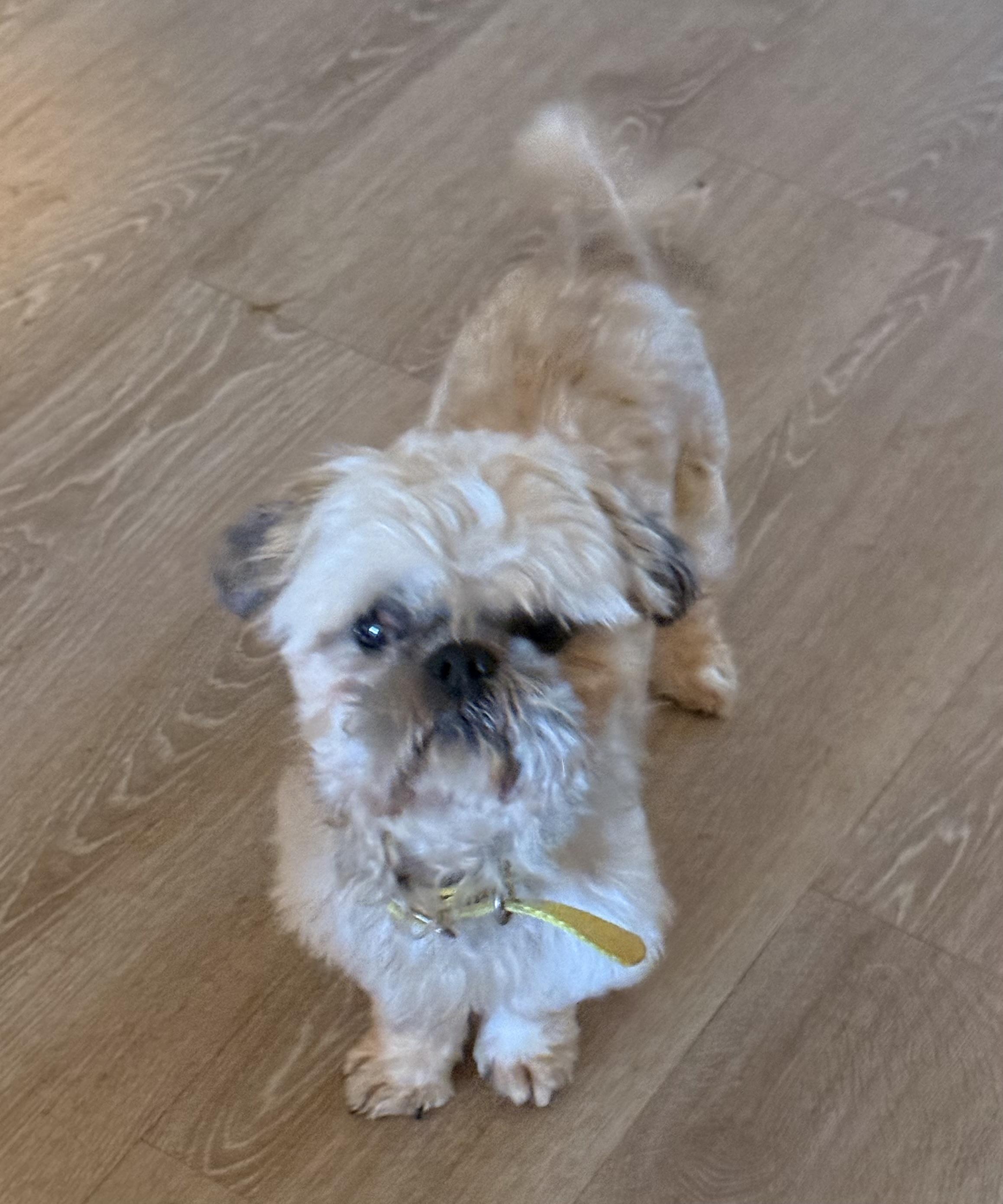 Enlarge Chief, a Adoptable Shih Tzu in Charlotte, NC image 3/3