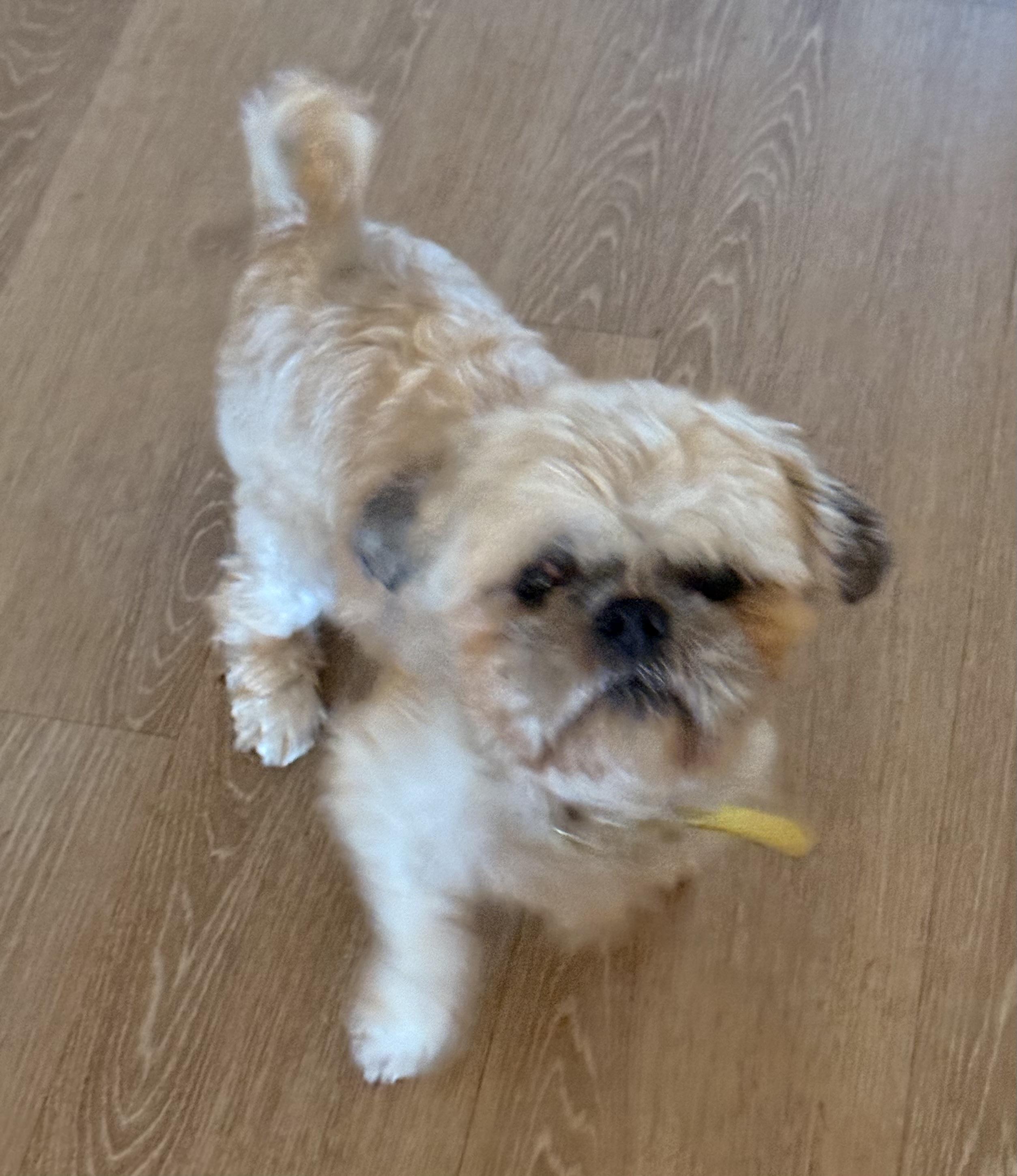 Enlarge Chief, a Adoptable Shih Tzu in Charlotte, NC image 2/3