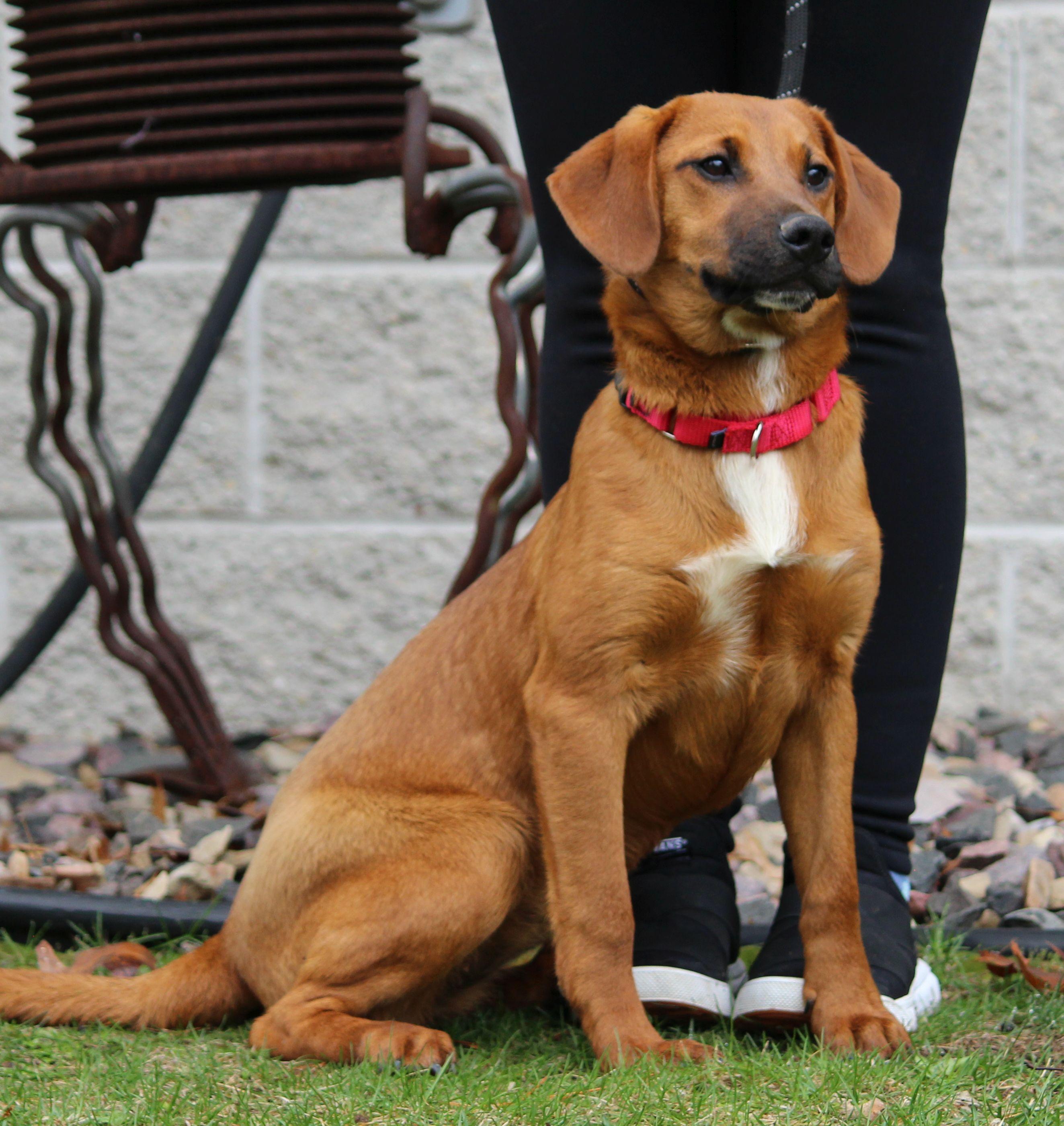 Enlarge Grace, a ADOPTABLE Mixed Breed in Portage, WI image 3/4