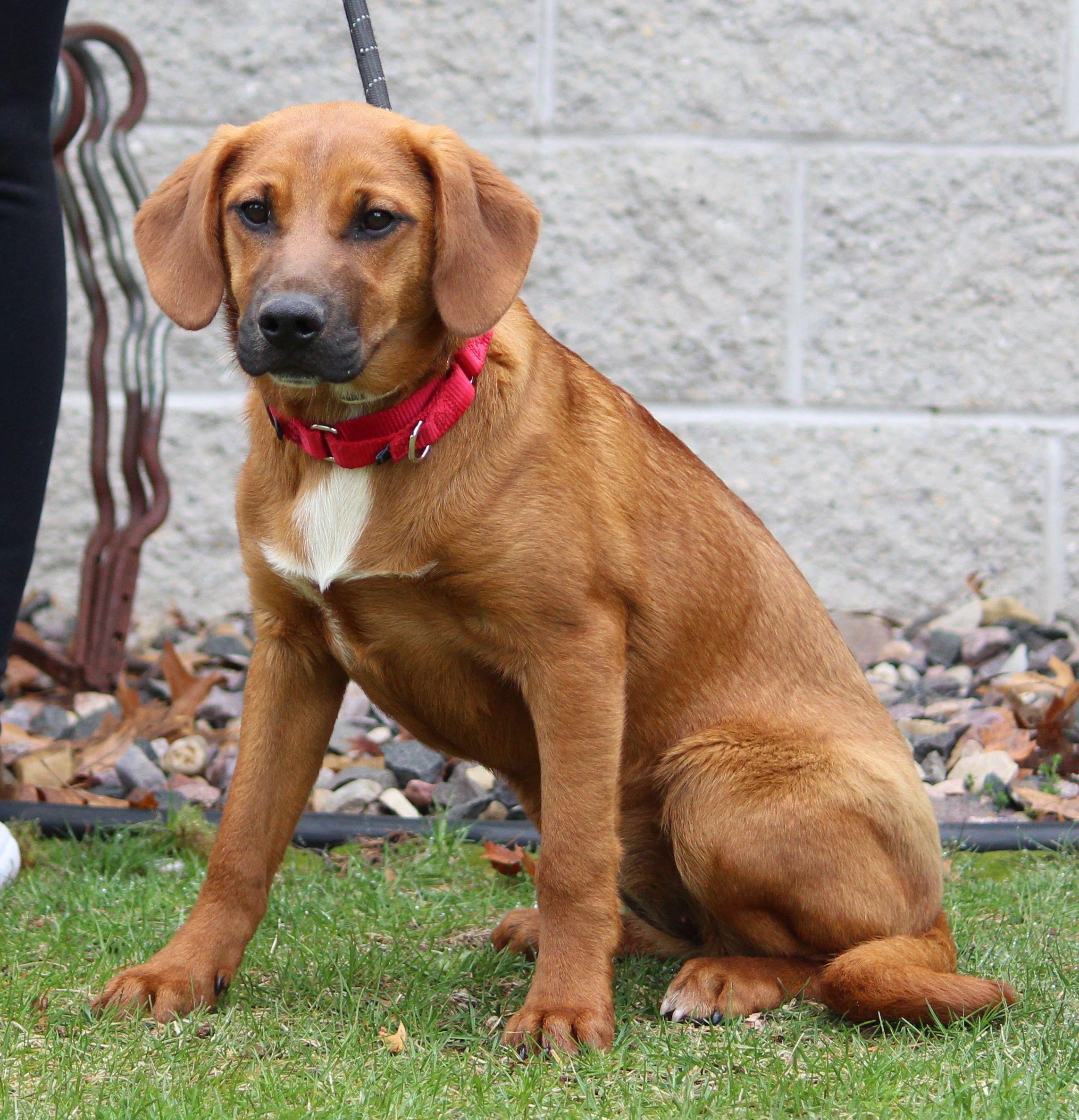 Enlarge Grace, a ADOPTABLE Mixed Breed in Portage, WI image 4/4
