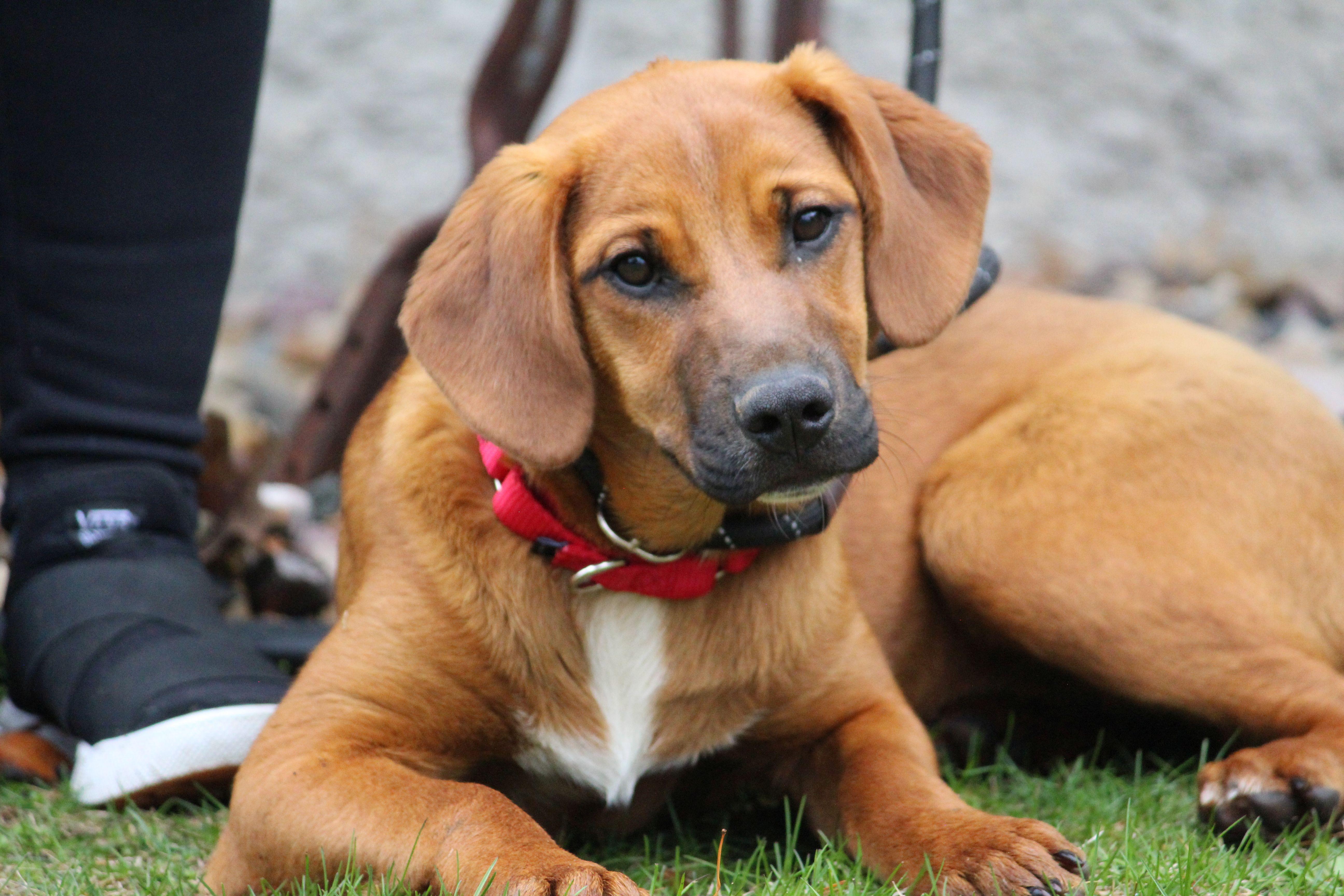 Enlarge Grace, a ADOPTABLE Mixed Breed in Portage, WI image 1/4