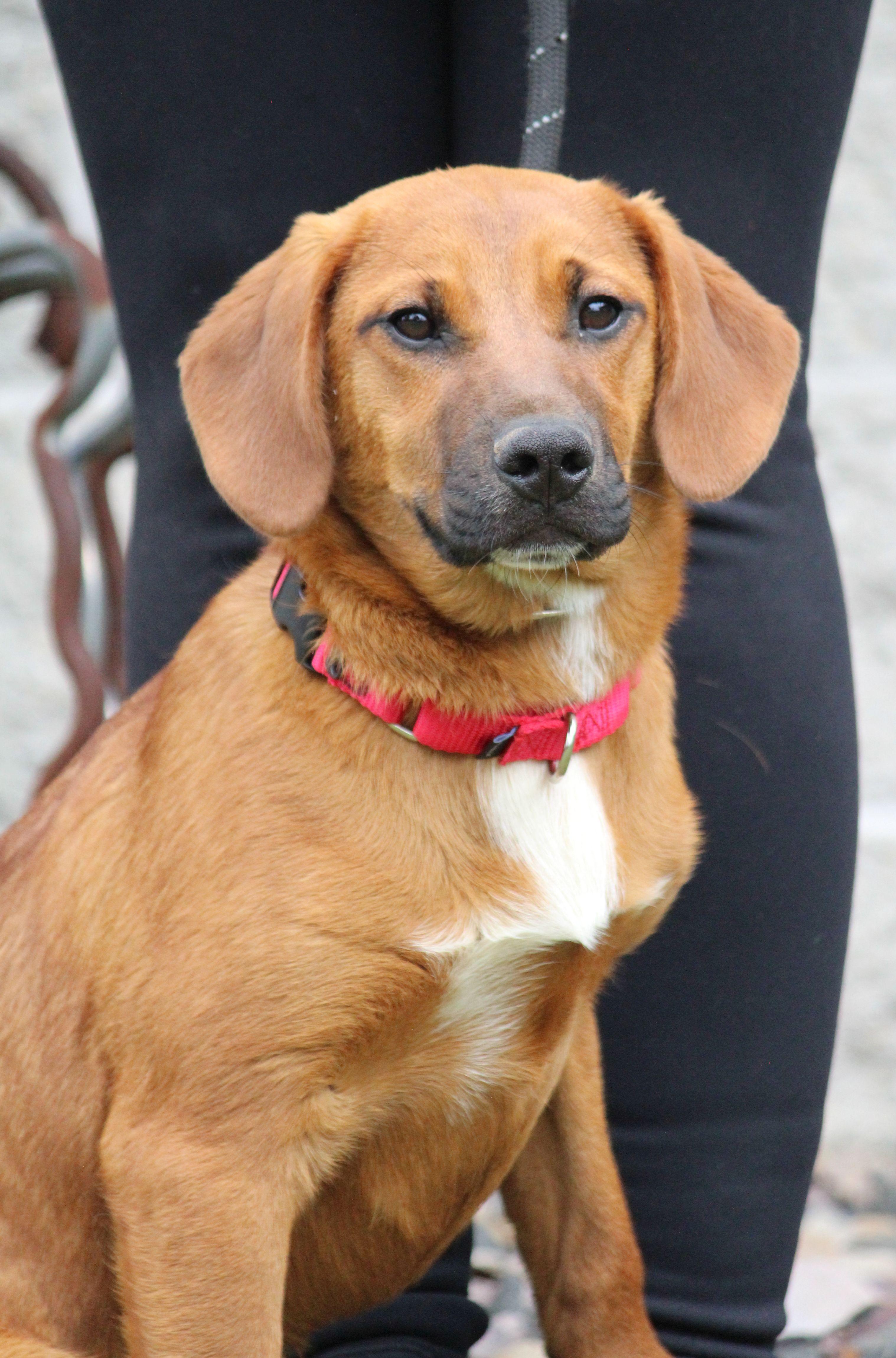 Enlarge Grace, a ADOPTABLE Mixed Breed in Portage, WI image 2/4