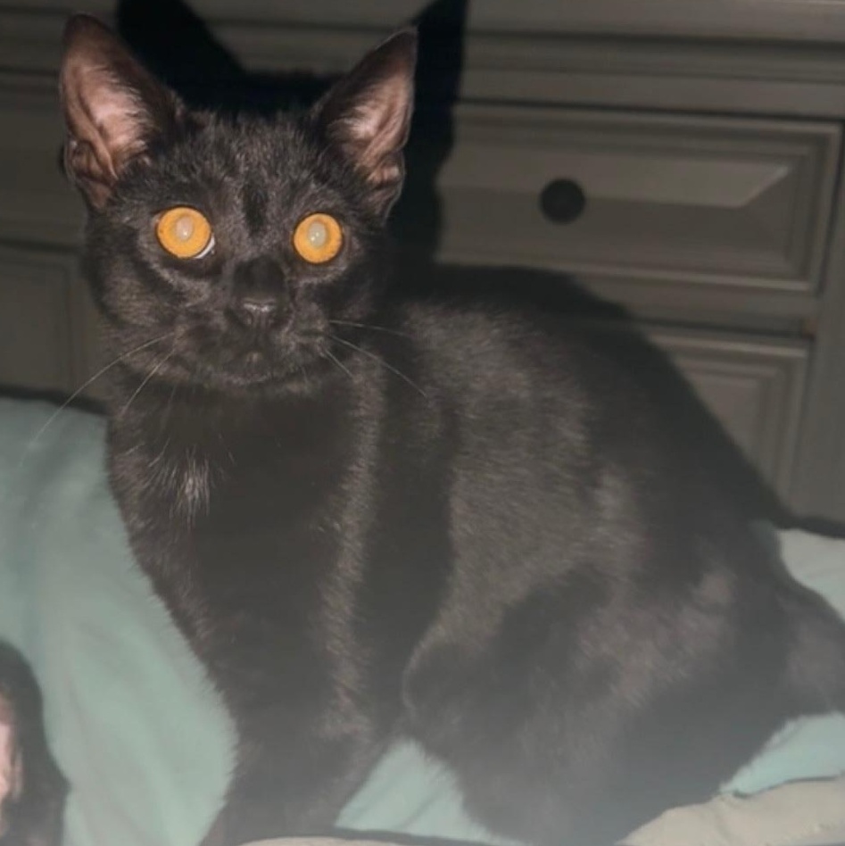 Enlarge Foreman, a Adoptable Domestic Short Hair in Mississippi State, MS image 1/4