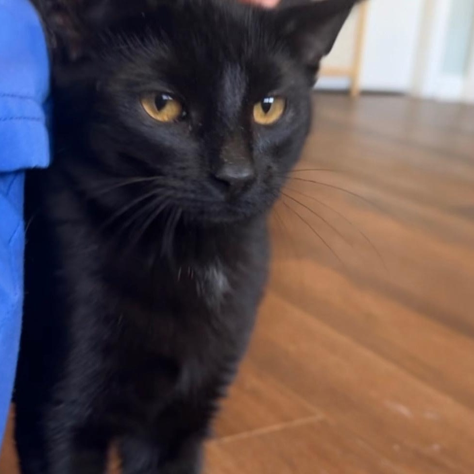 Enlarge Foreman, a Adoptable Domestic Short Hair in Mississippi State, MS image 4/4