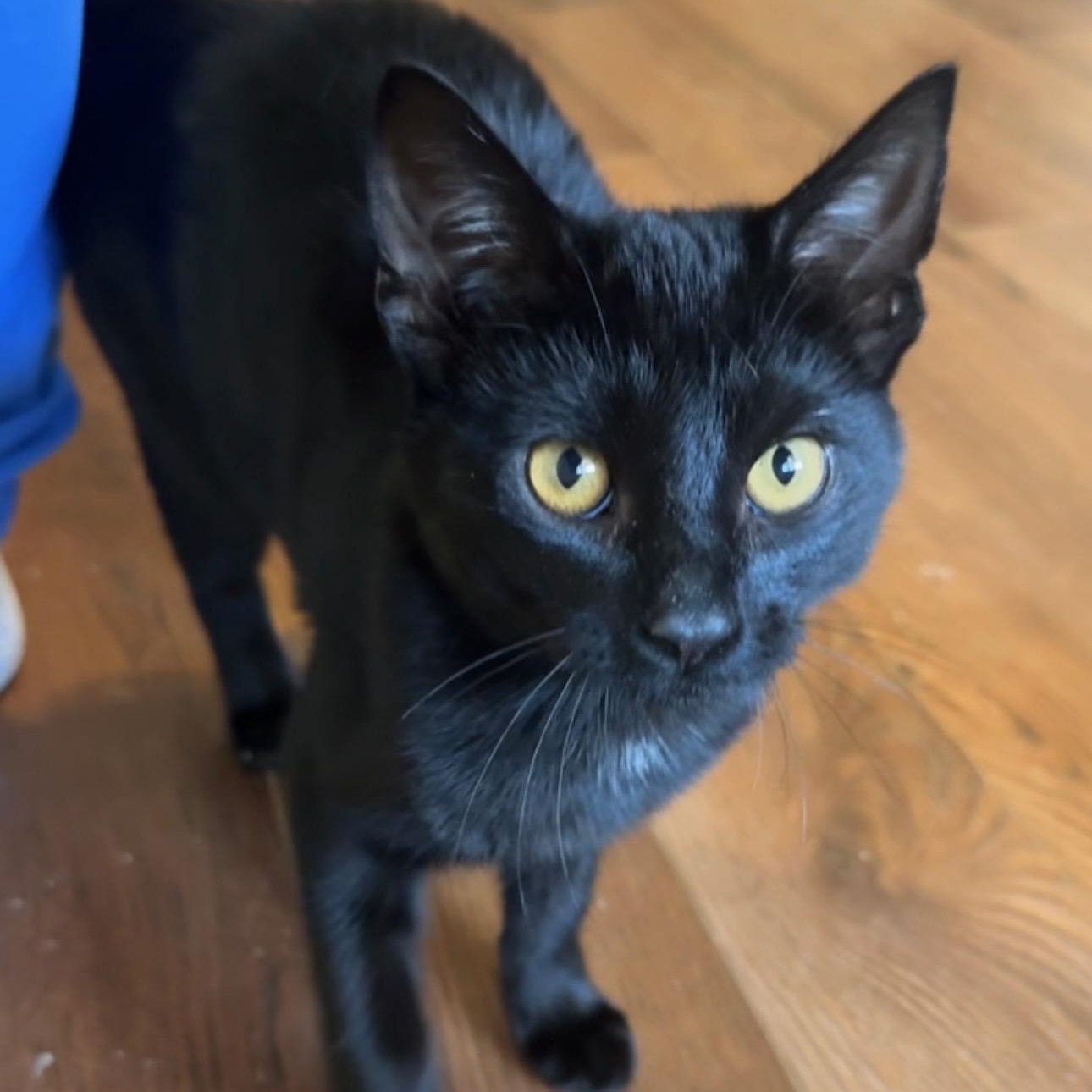 Foreman, adopted, Young Male Domestic Short Hair.