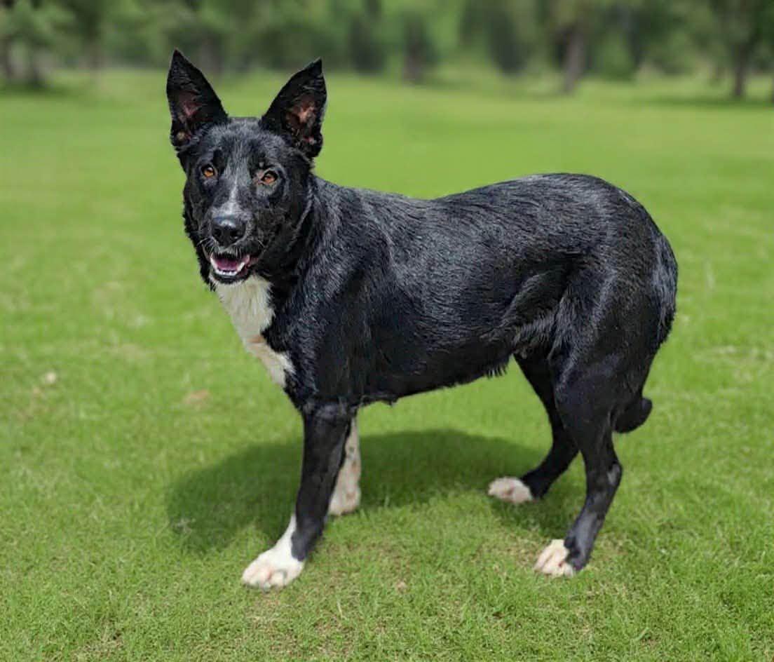 Layla, Adoptable, Adult Female Shepherd.