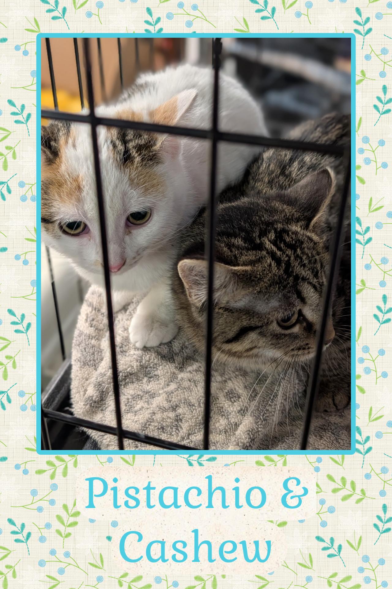 Pistachio & Cashew, adopted, Young Female Domestic Short Hair.