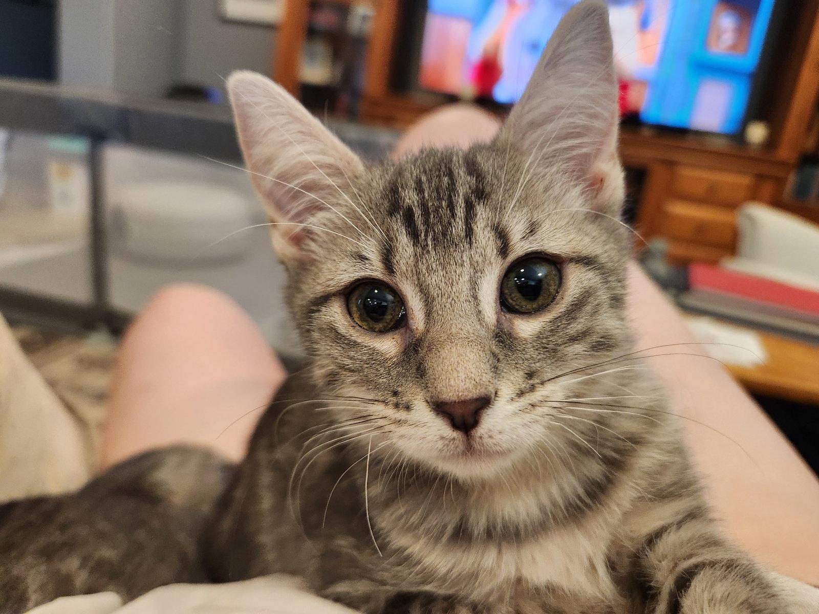 Enlarge Whitney, a Adoptable Domestic Short Hair in Glendale, AZ image 2/3