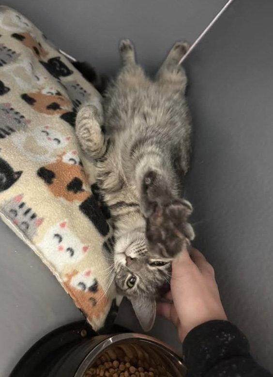 Enlarge Whitney, a Adoptable Domestic Short Hair in Glendale, AZ image 3/3