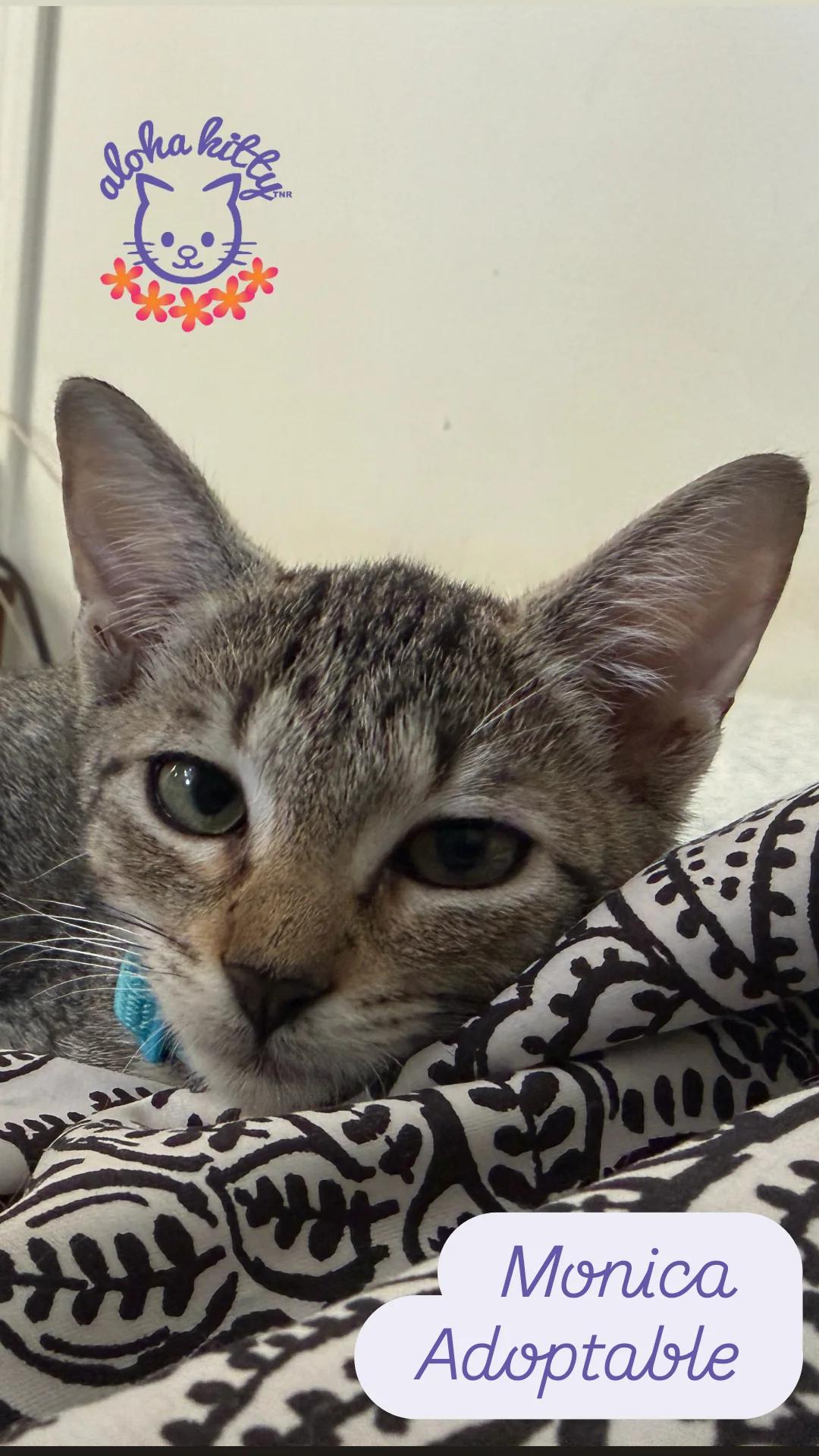 Monica, Adoptable, Kitten Female Domestic Short Hair.