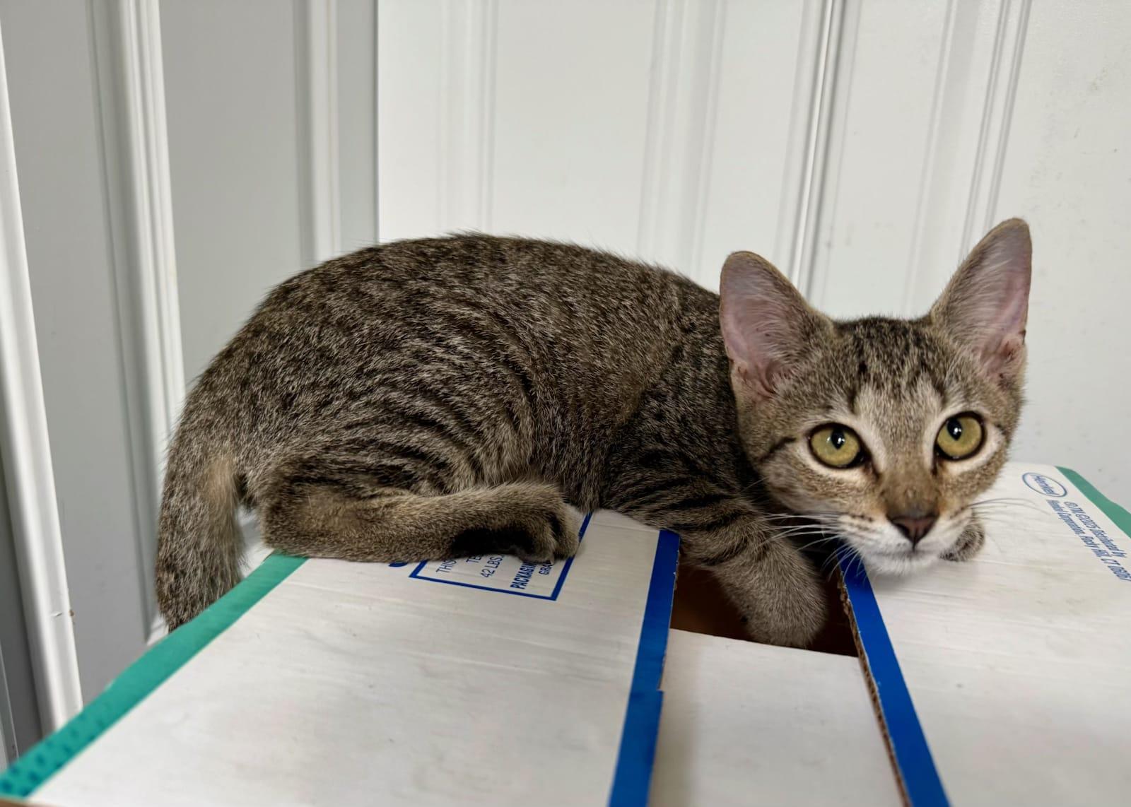 Enlarge Monica, a Adoptable Domestic Short Hair in Honolulu, HI image 2/3