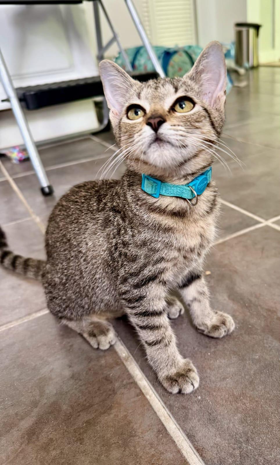 Enlarge Monica, a Adoptable Domestic Short Hair in Honolulu, HI image 3/3