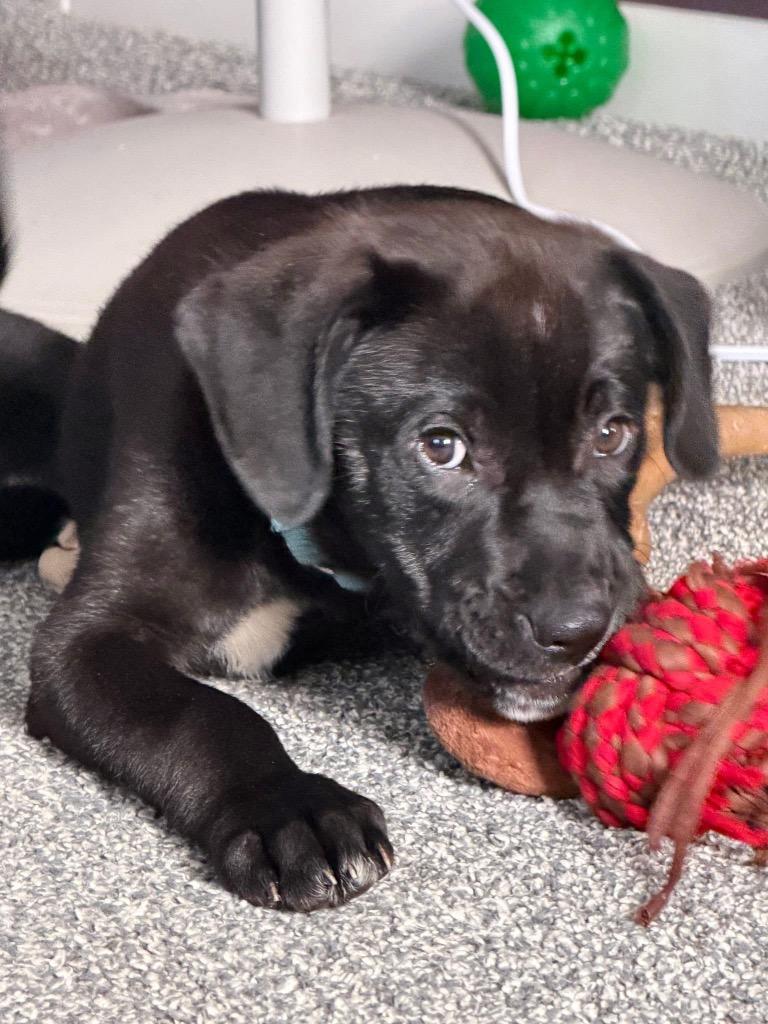 Rafe, Adoptable, Puppy Male Mixed Breed.