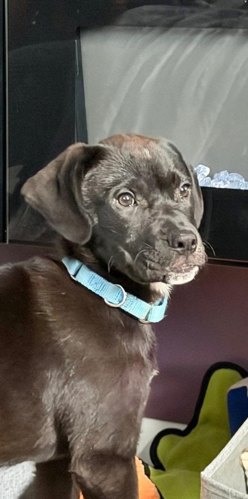 Enlarge Rafe, a Adoptable mixed breed in Fond Du Lac, WI image 2/4