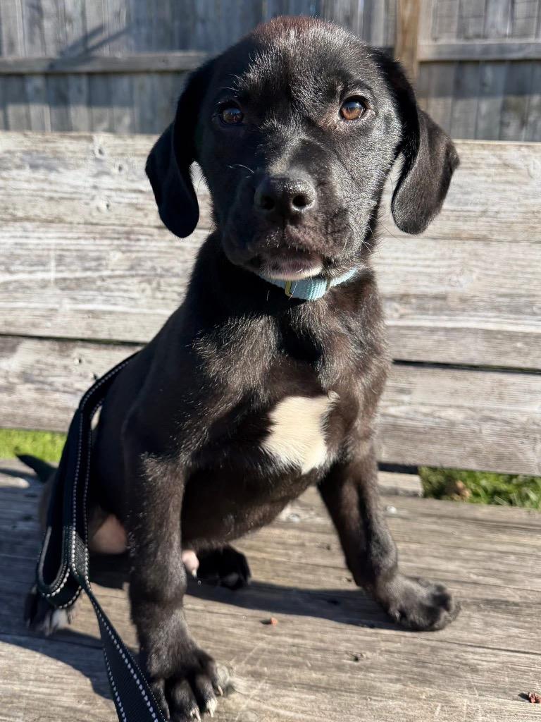 Enlarge Rafe, a Adoptable mixed breed in Fond Du Lac, WI image 3/4