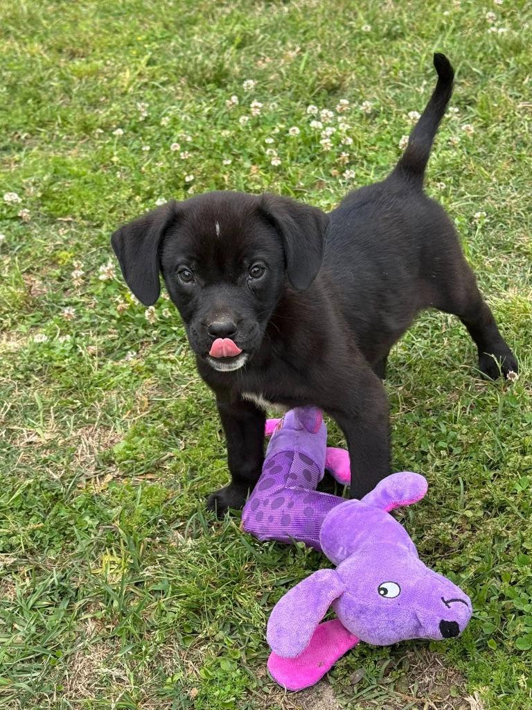 Enlarge Rafe, a Adoptable mixed breed in Fond Du Lac, WI image 4/4