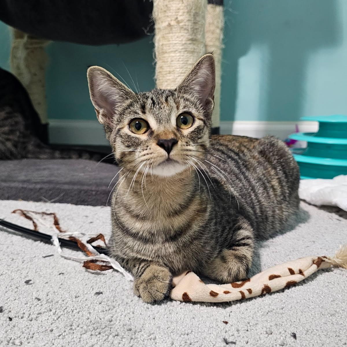 Perfect Prism, Adoptable, Kitten Female Domestic Short Hair.